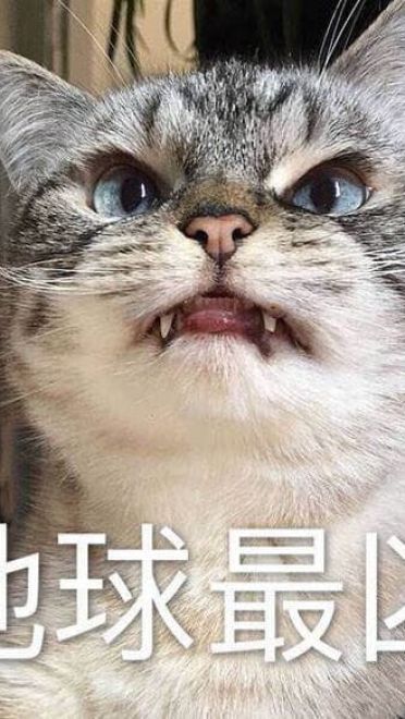 猫咪超凶 世界最凶的猫咪表情包
