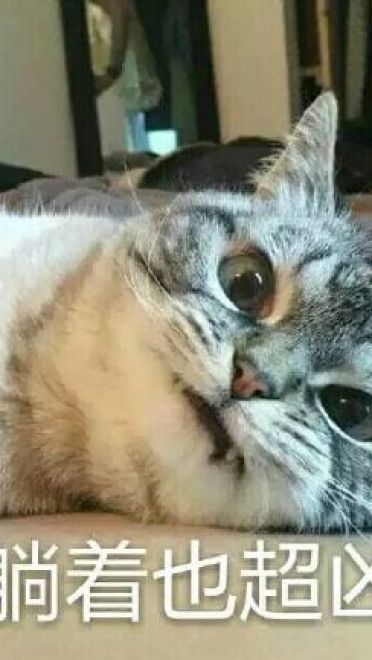 猫咪超凶 世界最凶的猫咪表情包