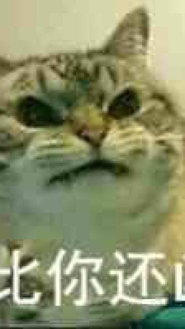 猫咪超凶 世界最凶的猫咪表情包