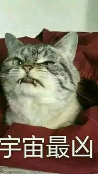 猫咪超凶 世界最凶的猫咪表情包