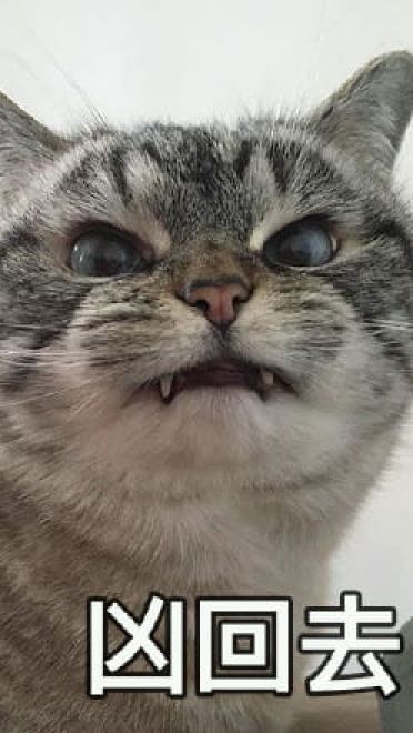 猫咪超凶 世界最凶的猫咪表情包