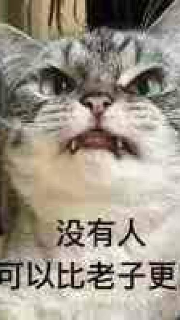 猫咪超凶 世界最凶的猫咪表情包