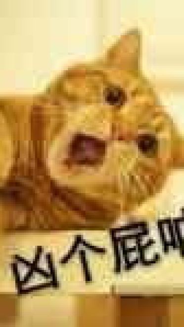 猫咪超凶 世界最凶的猫咪表情包
