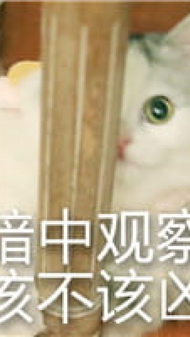 猫咪超凶 世界最凶的猫咪表情包