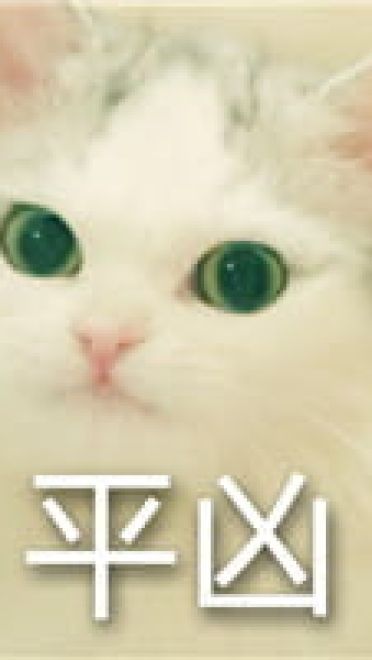 猫咪超凶 世界最凶的猫咪表情包