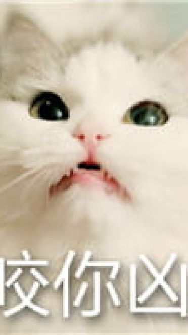 猫咪超凶 世界最凶的猫咪表情包