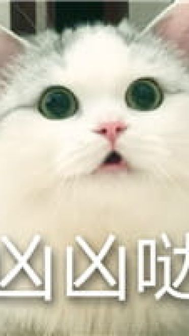 猫咪超凶 世界最凶的猫咪表情包