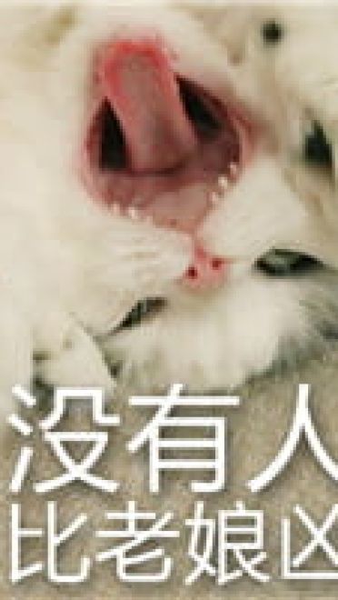 猫咪超凶 世界最凶的猫咪表情包