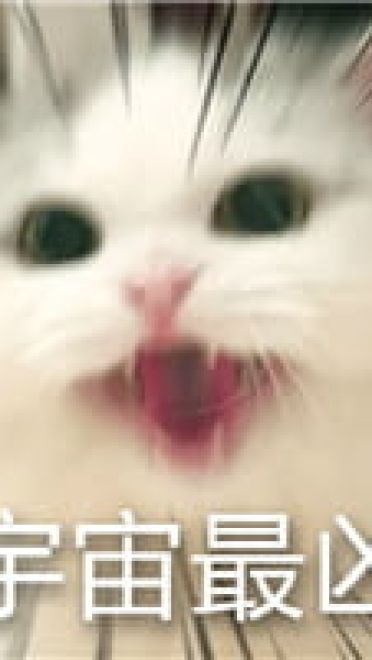 猫咪超凶 世界最凶的猫咪表情包