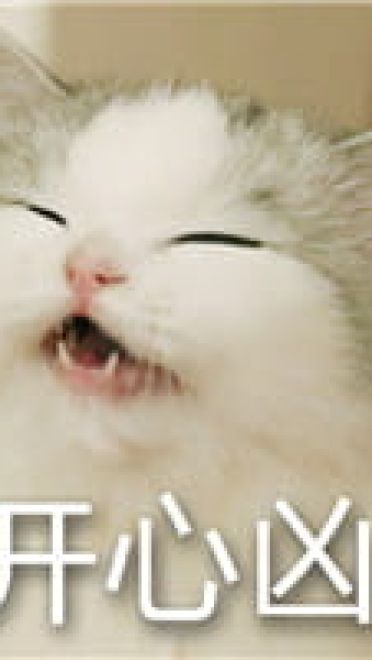 猫咪超凶 世界最凶的猫咪表情包