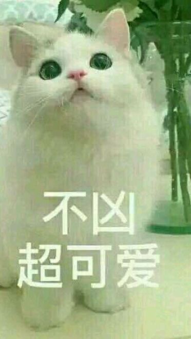 猫咪超凶 世界最凶的猫咪表情包