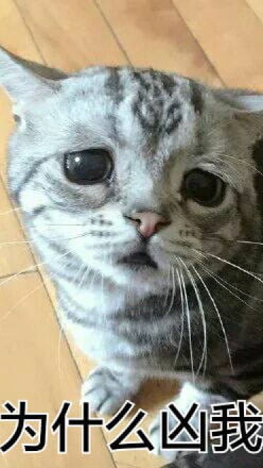 超可爱猫咪系列表情包 撒个娇萌死你