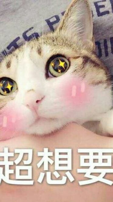 超可爱猫咪系列表情包 撒个娇萌死你
