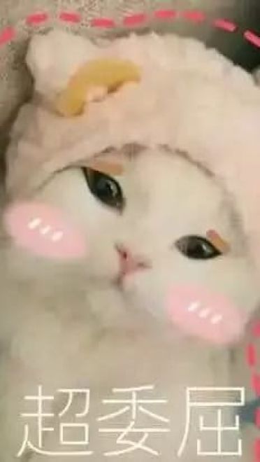 超可爱猫咪系列表情包 撒个娇萌死你