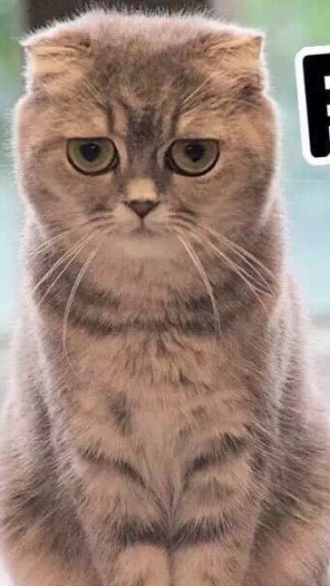 超可爱猫咪系列表情包 撒个娇萌死你