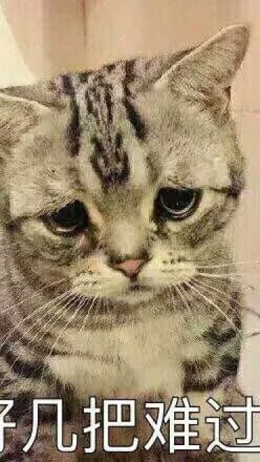 超可爱猫咪系列表情包 撒个娇萌死你