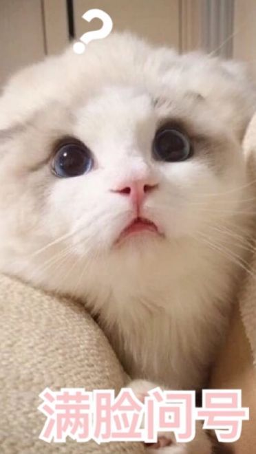 超可爱猫咪系列表情包 撒个娇萌死你