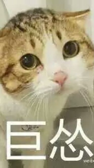 超可爱猫咪系列表情包 撒个娇萌死你