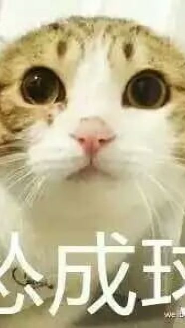 超可爱猫咪系列表情包 撒个娇萌死你