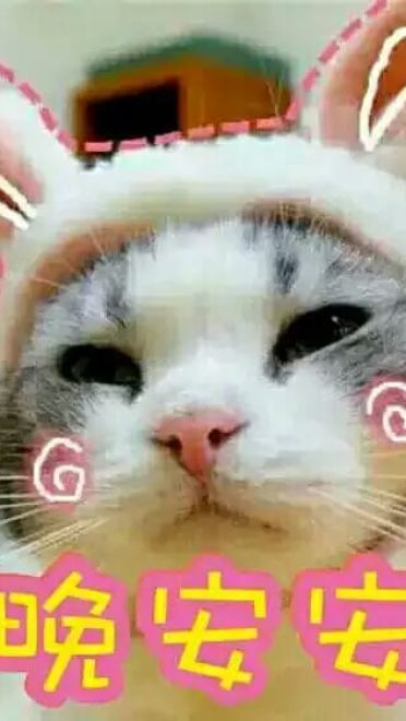 超可爱猫咪系列表情包 撒个娇萌死你