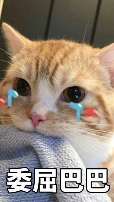 超可爱猫咪系列表情包 撒个娇萌死你