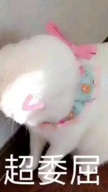 超可爱猫咪系列表情包 撒个娇萌死你