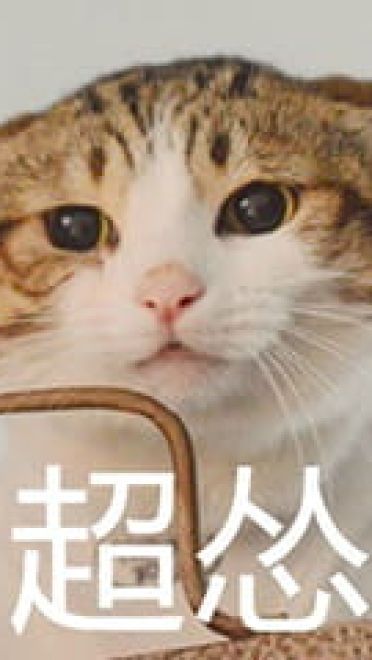 超可爱猫咪系列表情包 撒个娇萌死你