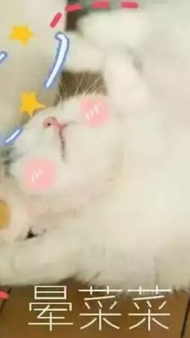 超可爱猫咪系列表情包 撒个娇萌死你