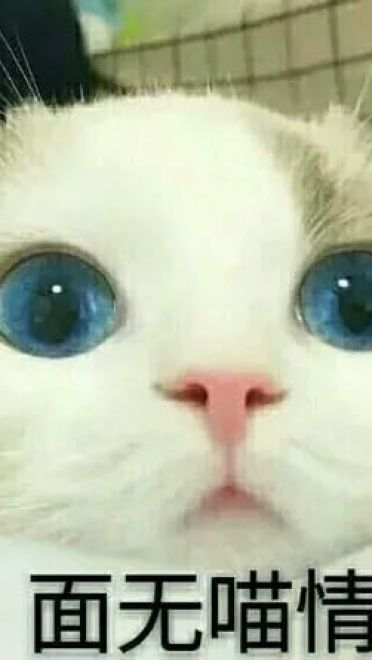 超可爱猫咪系列表情包 撒个娇萌死你