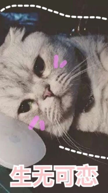 超可爱猫咪系列表情包 撒个娇萌死你