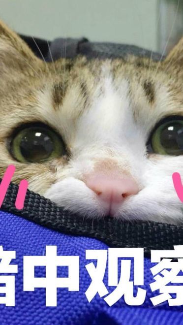 超可爱猫咪系列表情包 撒个娇萌死你