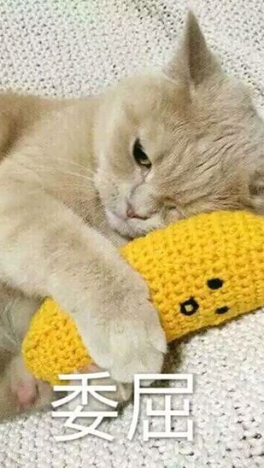 超可爱猫咪系列表情包 撒个娇萌死你