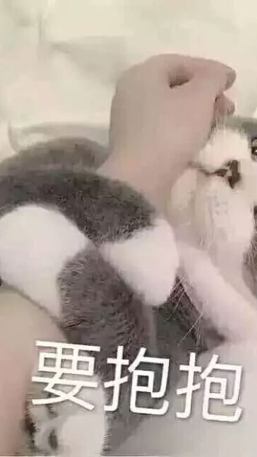 超可爱猫咪系列表情包 撒个娇萌死你