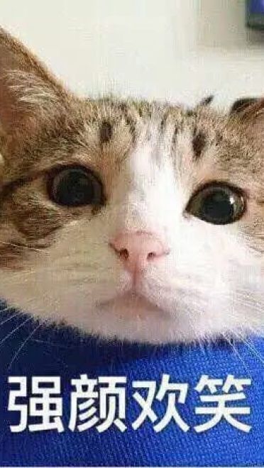 超可爱猫咪系列表情包 撒个娇萌死你