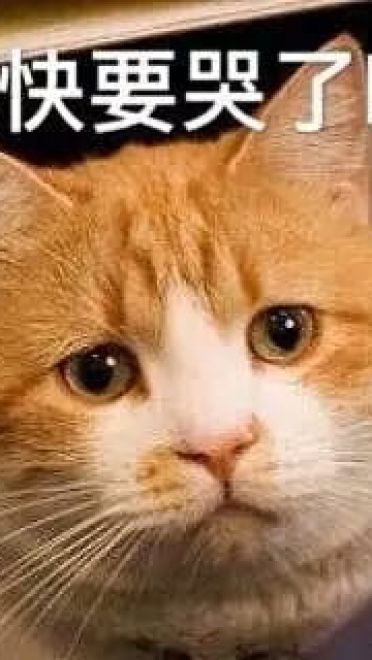 超可爱猫咪系列表情包 撒个娇萌死你