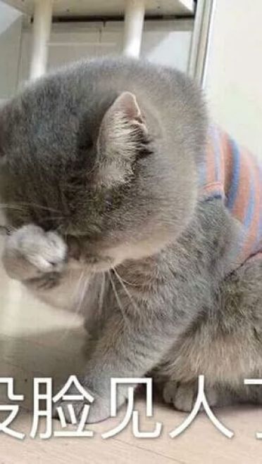 超可爱猫咪系列表情包 撒个娇萌死你