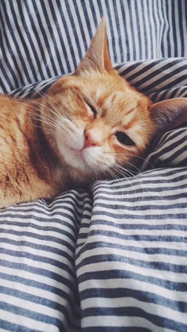 猫咪超可爱 喵星人手机壁纸下载(1)