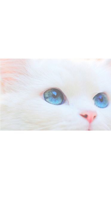 猫咪超可爱 喵星人手机壁纸下载(1)