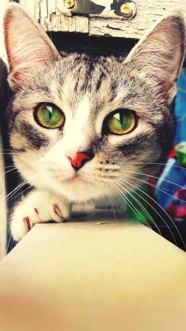 猫咪超可爱 喵星人手机壁纸下载(1)