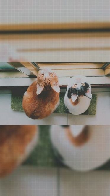 猫咪超可爱 喵星人手机壁纸下载(1)