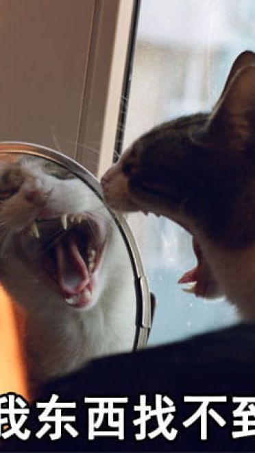 有妈在的日常 猫咪表情包