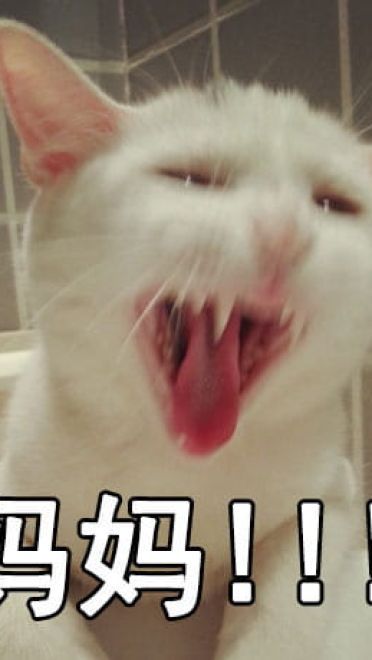 有妈在的日常 猫咪表情包