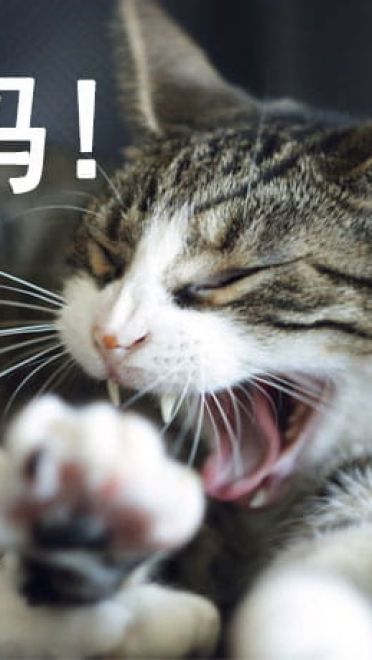 有妈在的日常 猫咪表情包