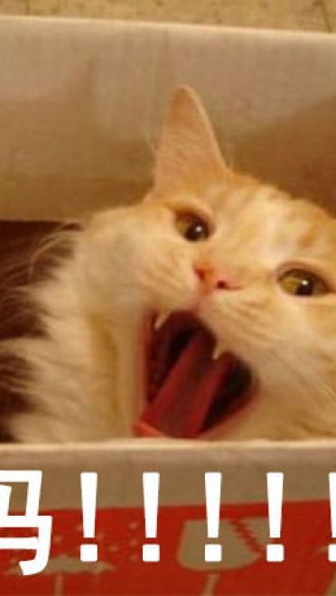 有妈在的日常 猫咪表情包