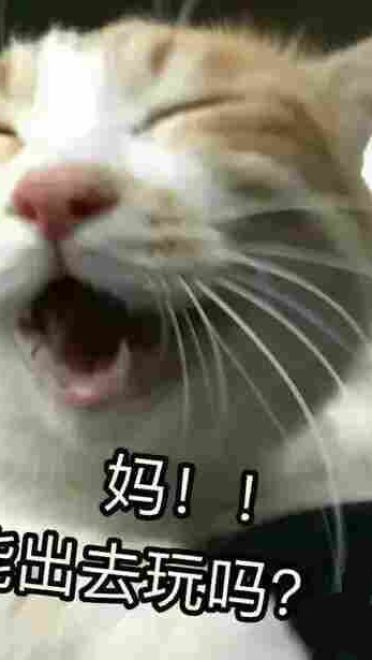 有妈在的日常 猫咪表情包