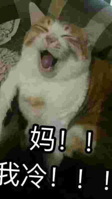 有妈在的日常 猫咪表情包