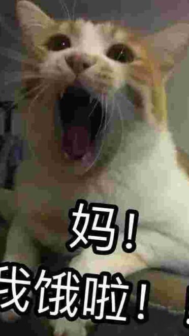 有妈在的日常 猫咪表情包