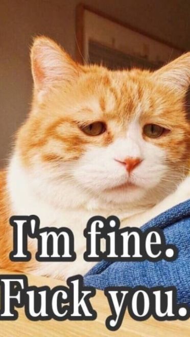 搞怪高清的小猫带字表情图片表情包大全