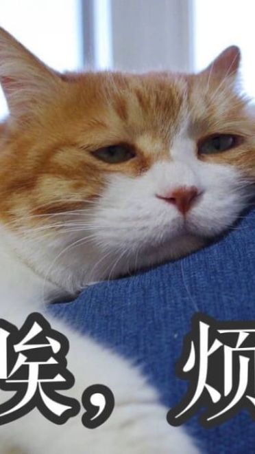 搞怪高清的小猫带字表情图片表情包大全