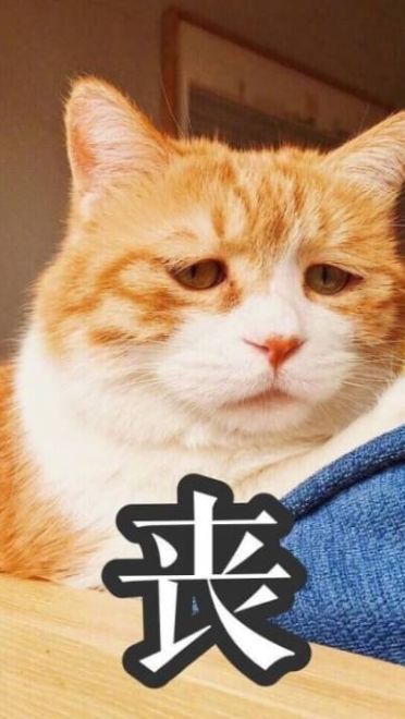 搞怪高清的小猫带字表情图片表情包大全